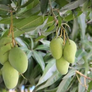 ল্যাংড়া আম 12 KG