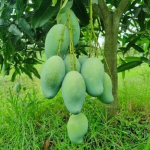 আম্রপালি আম 12 KG